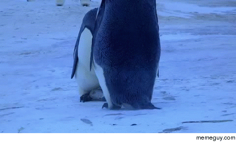 Penguins grieve over a frozen baby