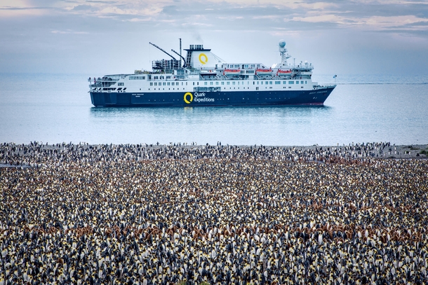 Penguins in Antartica