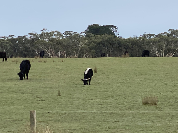 Pep Le Moo