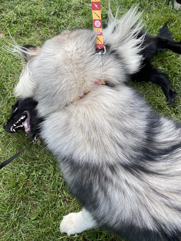 Pepper met a Malamute