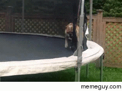 Perfect form