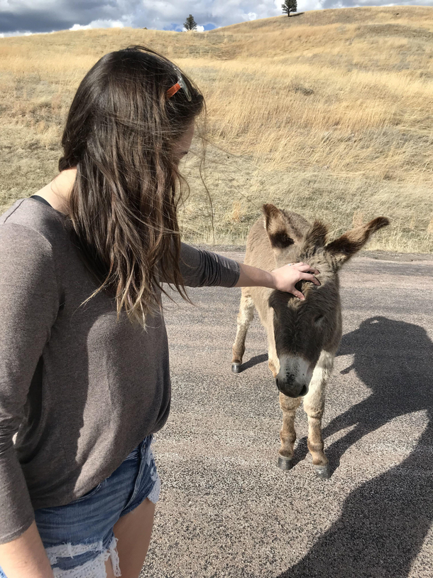 Pet a donkey Didnt realize til later how happy he was