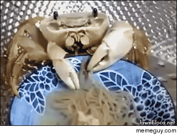 Pet crab eats a bowl of noodles