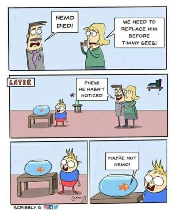 Pet problems