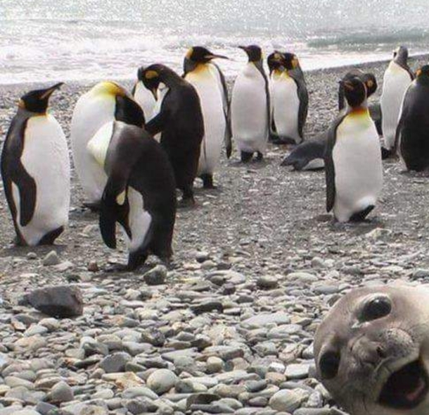 Photo bombing polar style