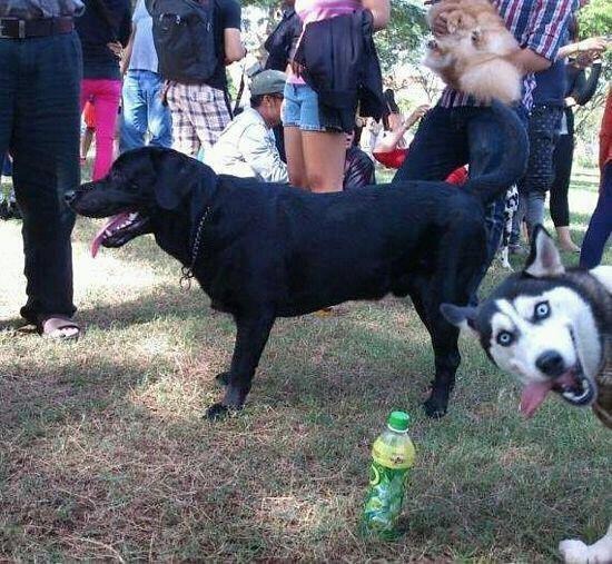Photobomb Level Dog