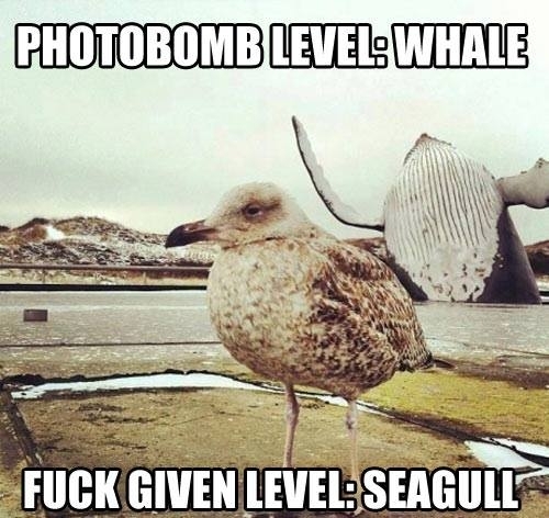 Photobomb level Whale
