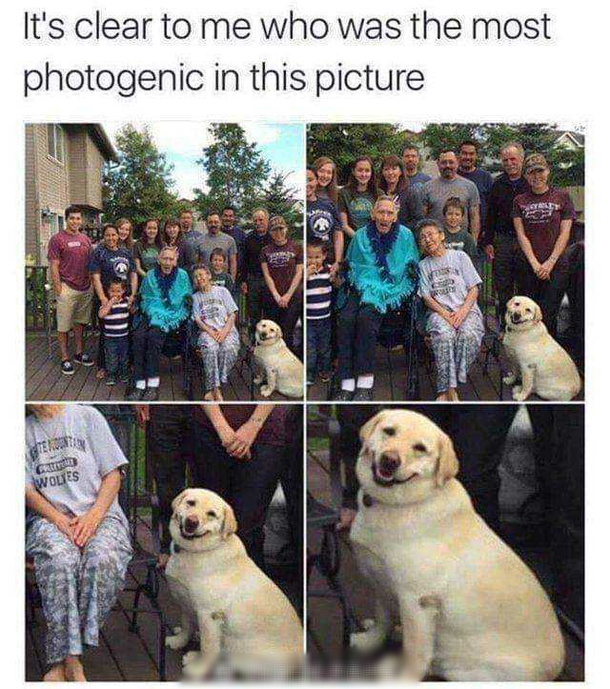 photogenic dog