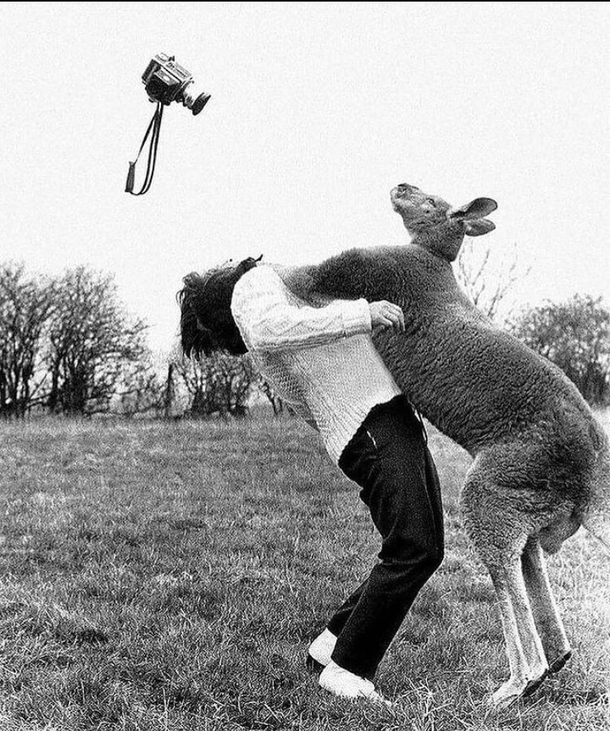 Photographer John Drysdale getting punched in the face by a kangaroo  After which he was also comforted by his attacker