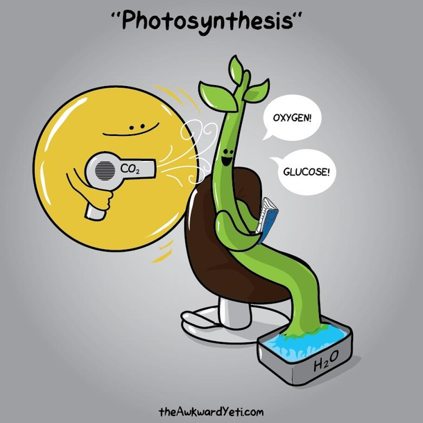 photosynthesis meme