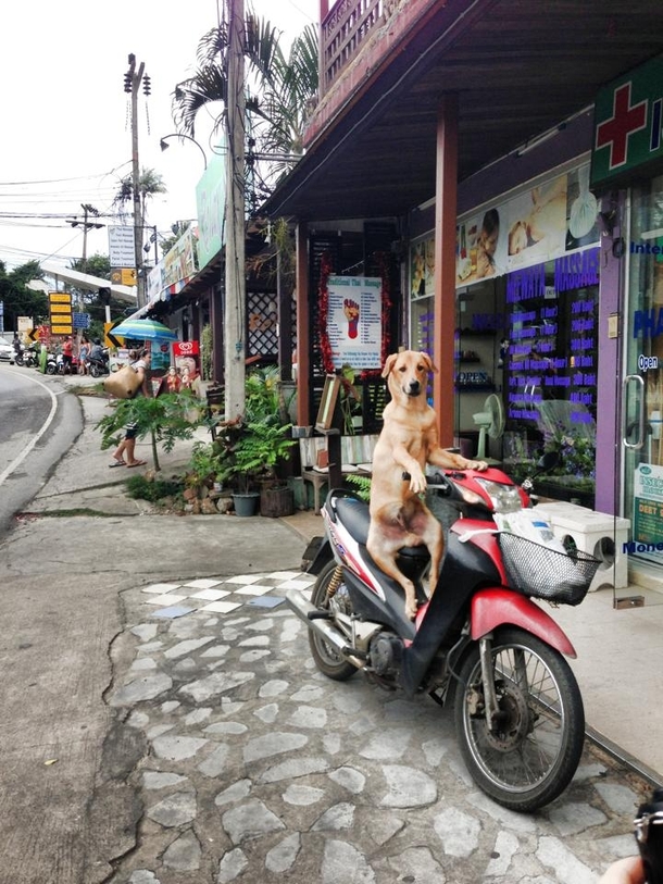 Pic #1 - A friend came across this dog just hanging out while on vacation