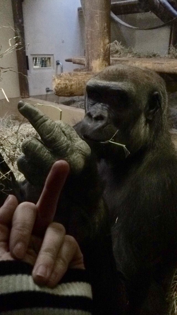 Pic #1 - A gorilla flipped me off so I flipped him off in return and he was very offended