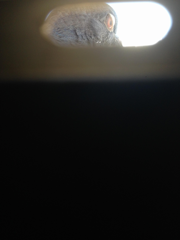 Pic #1 - A pigeon was chilling by my window blinds and he didnt realize I was inside I managed to get his reaction