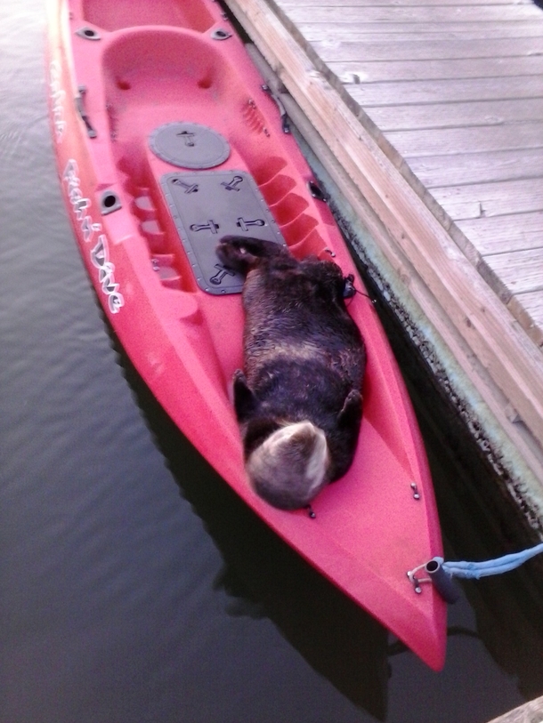 Pic #1 - A seaotter friend I met the other day