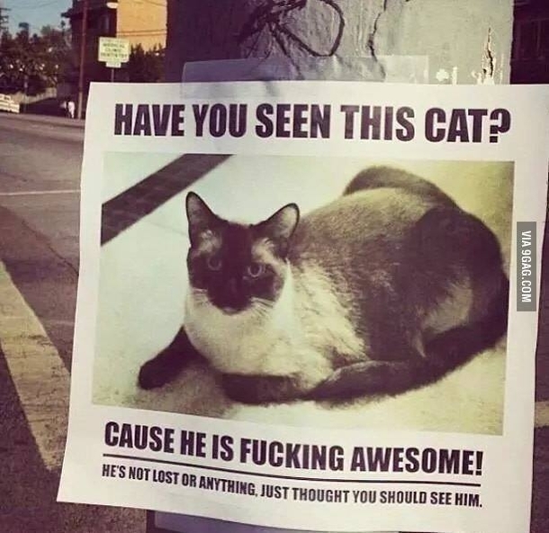Pic #1 - Awesome Cat