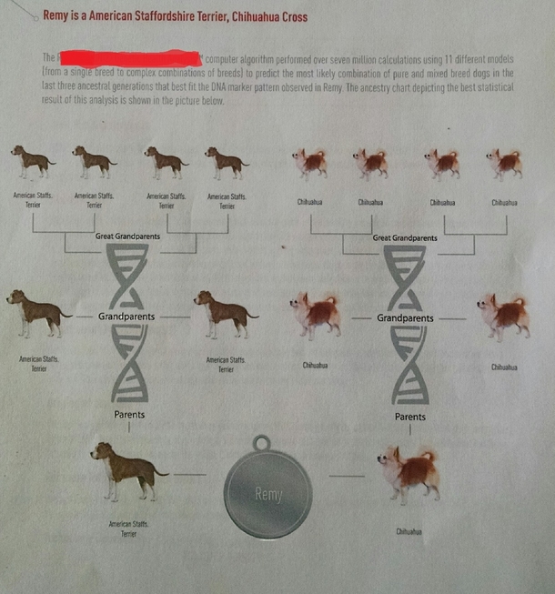 Pic #1 - Didnt expect this result from new rescues DNA test