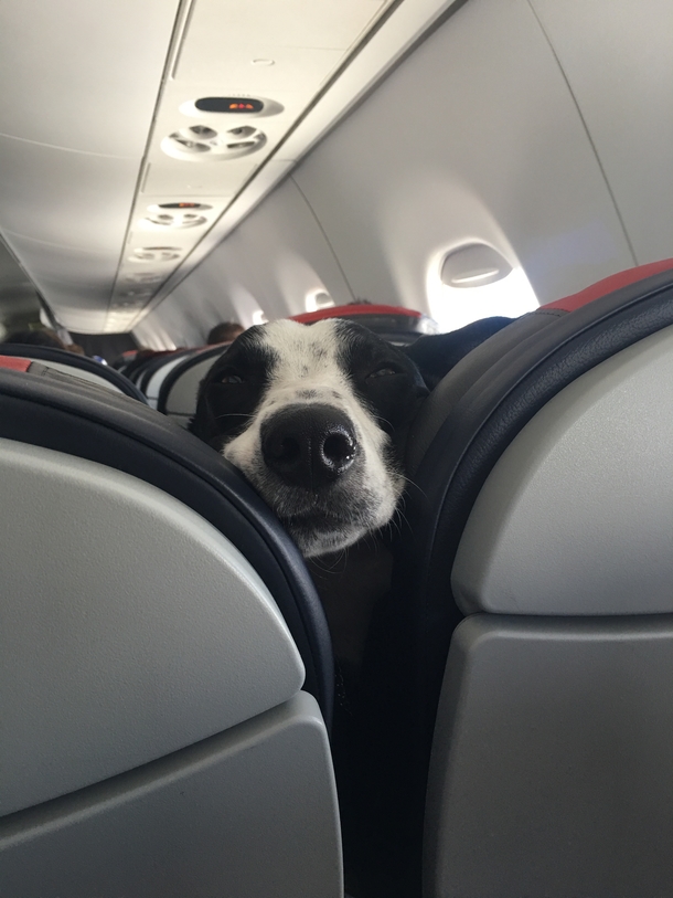 Pic #1 - Doggo on plane ride