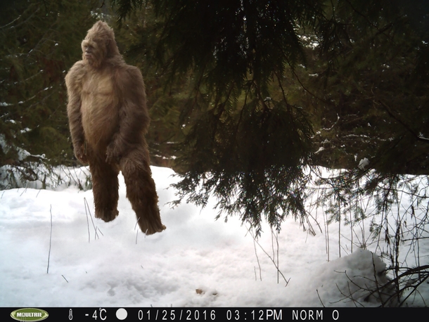 Pic #1 - Early April Fools Someone stole my Dads SD card from his trail cam from the middle of nowhere edited this in a picture then put it back in the camera He was scared shitless for an hour