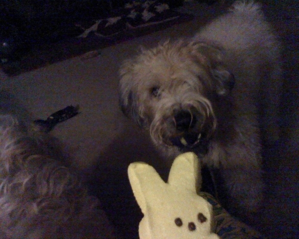 Pic #1 - Easter candy isnt for everyone