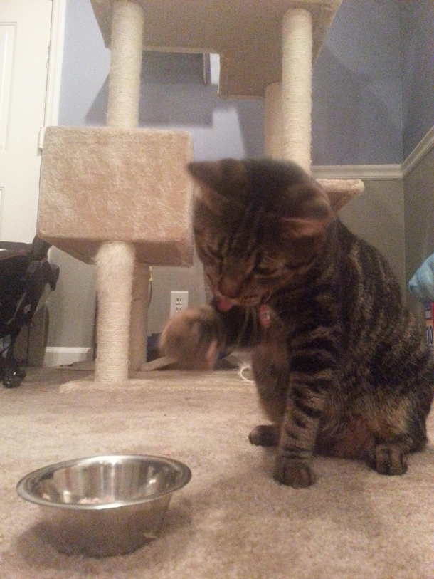 Pic #1 - Every time I feed my cat tuna he eats it with his paws