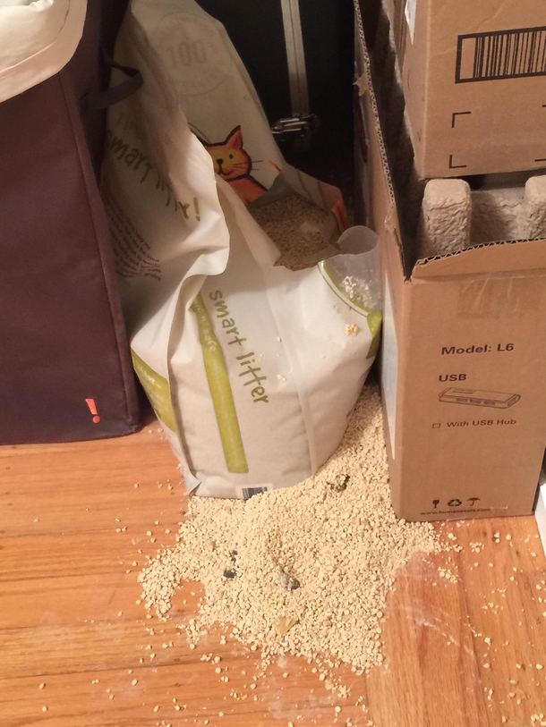 Pic #1 - Get a cat they said It will be fun they said