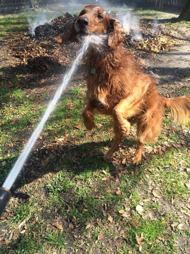 Pic #1 - Goldens make the worst firedogs