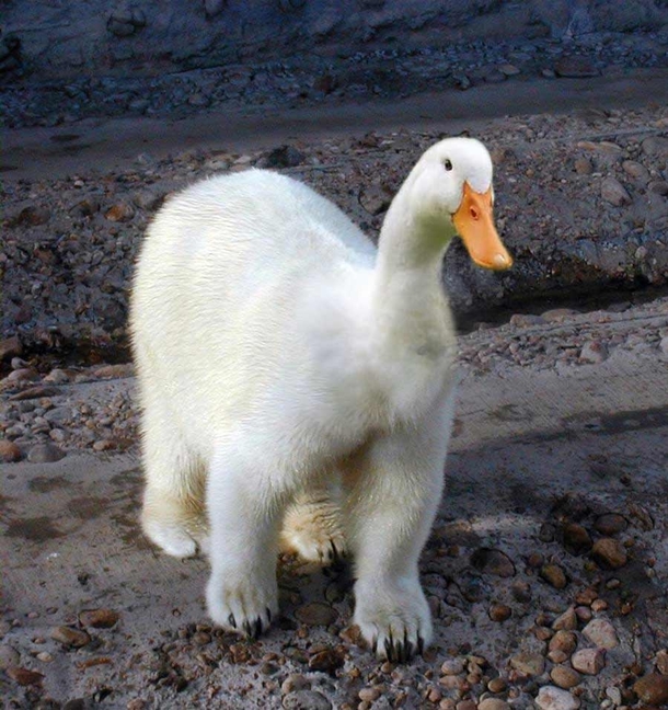 Pic #1 - Googled polar duck did not disappoint