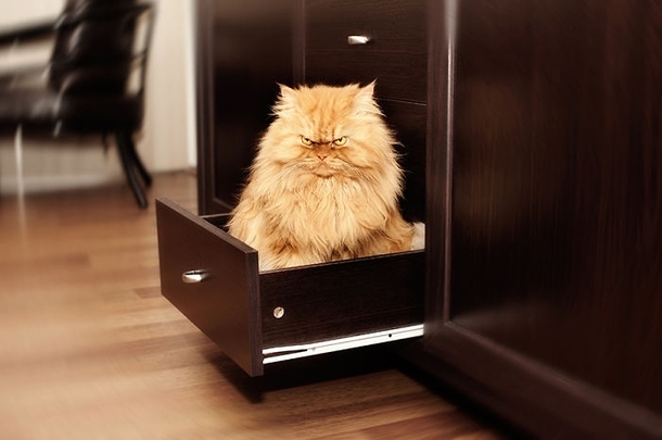 Pic #1 - Grumpy catmove over Theres a new sheriff in town Meet Garfi