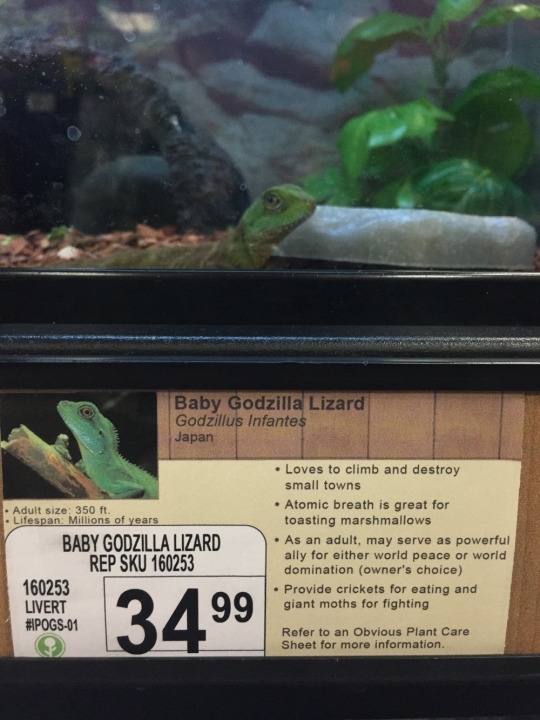 Pic #1 - I added some new pet options to a local pet store