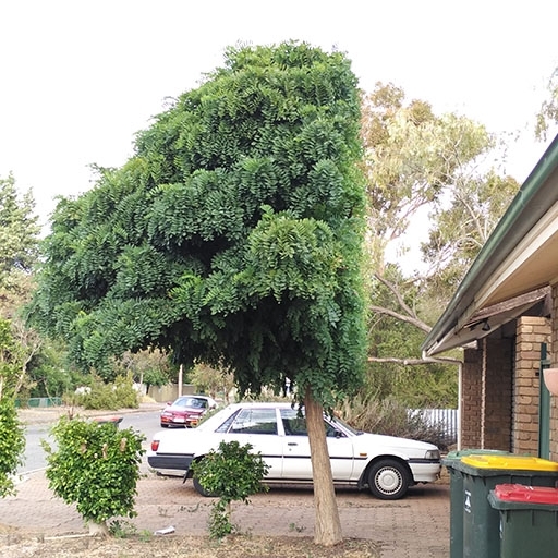 Pic #1 - Landlord asked to trim back tree so its not leaning on gutters