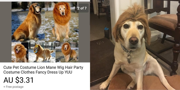 Pic #1 - Lion mane dog costume