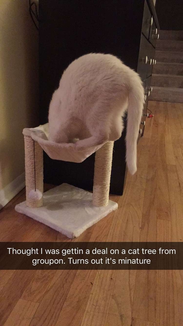 Pic #1 - My cat tried his damnedest to fit in this deceivingly undersized cat tree from Groupon