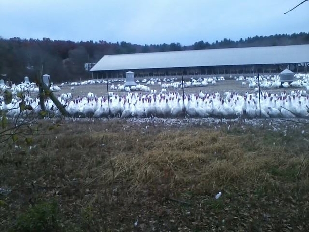 Pic #1 - My moms boyfriend lives next to a turkey farm Happy almost Thanksgiving Reddit