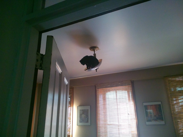 Pic #1 - Over the last week our kitten has discovered she can climb shit