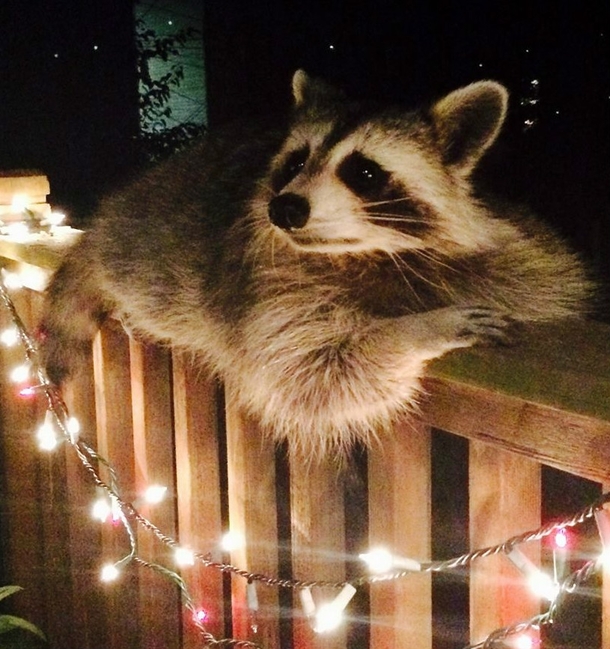 Pic #1 - Over time this handsome guy became very comfortable in my friends backyard