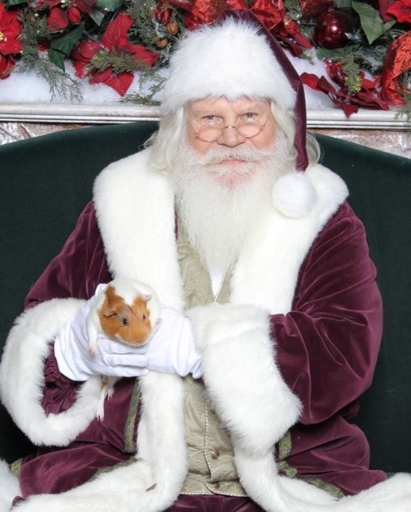 Pic #1 - So I brought my Guinea pig to get his picture taken with Santa then he ran up Santas jacket
