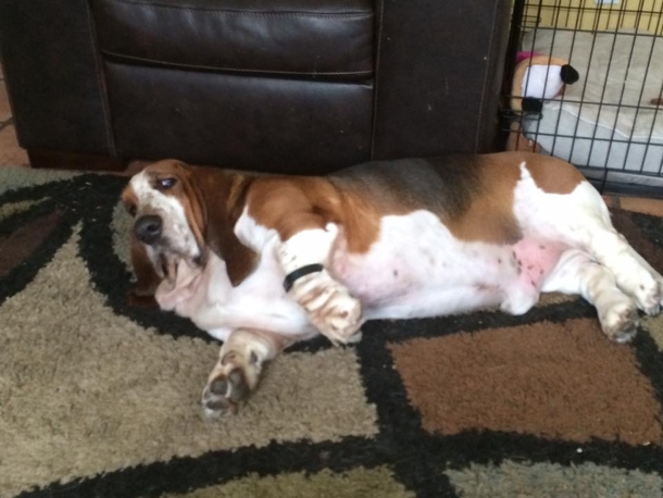 Pic #1 - So I put a Fitbit on my Basset Hound today