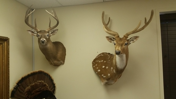 Pic #1 - Stuck at work on my birthday Decided to have fun with the boss taxidermy