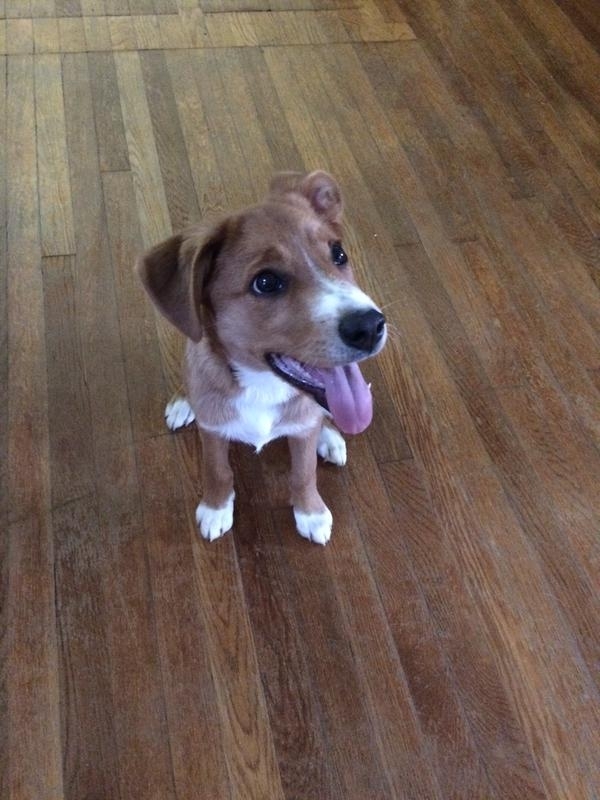 Pic #1 - Taking a picture of the new puppy