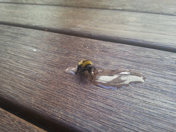 Pic #1 - The day I tried to rescue an exhausted bumble bee