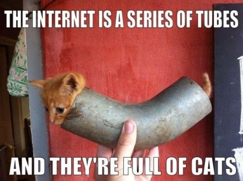 Pic #1 - The Internet is a series of tubes and they are full of cats