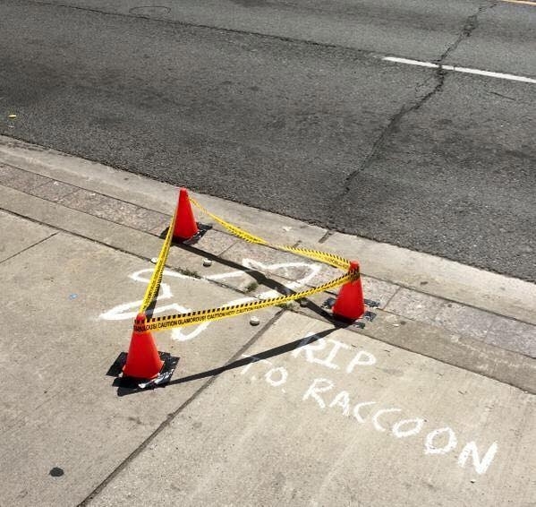 Pic #1 - The Toronto Raccoon Story