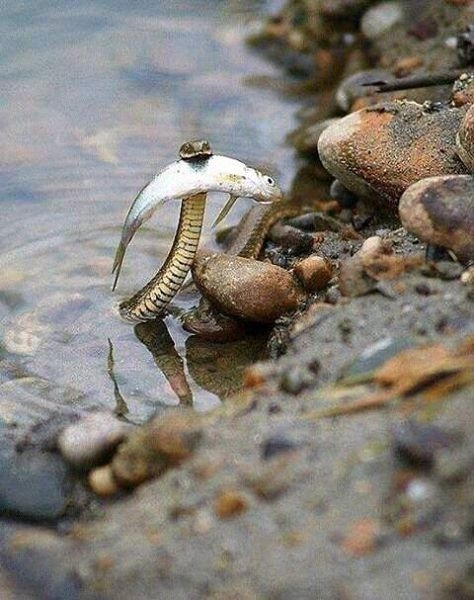 Pic #1 - This brave snake saved the fish from drowning