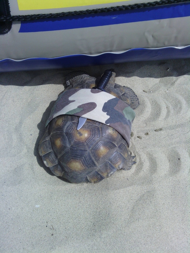 Pic #1 - This is a turtle with a knife strapped to its shell secured with an army-cameo bandana I bumped into it on the beach  mile from where the water meets the sea Curious if it was someones pet I traced its trail in the sand which lead straight into t