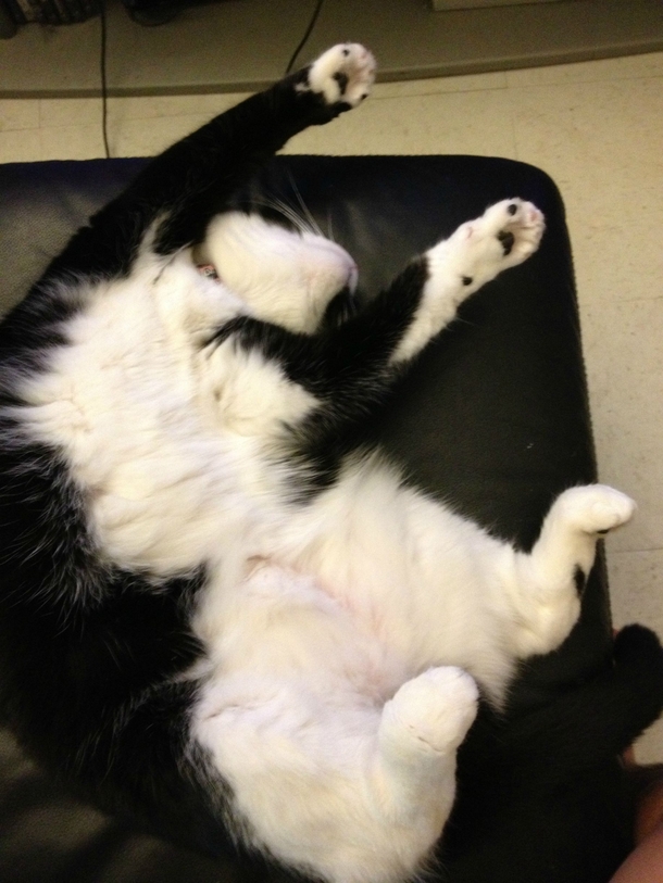 Pic #1 - This is how my roommates cat sleeps