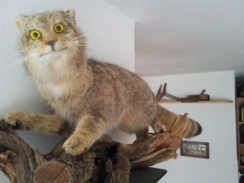 Pic #1 - This is Taxiderpy