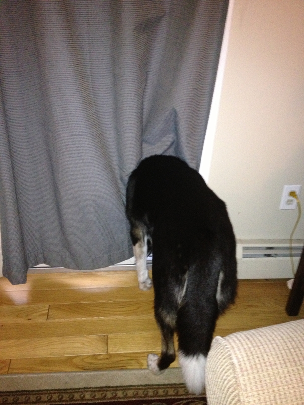 Pic #1 - Thought my dog was just really fucking weird until I realized what he was actually doing