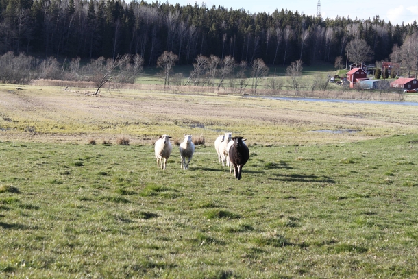 Pic #1 - Today I was attack by a herd of sheep that licked my camera then ran away