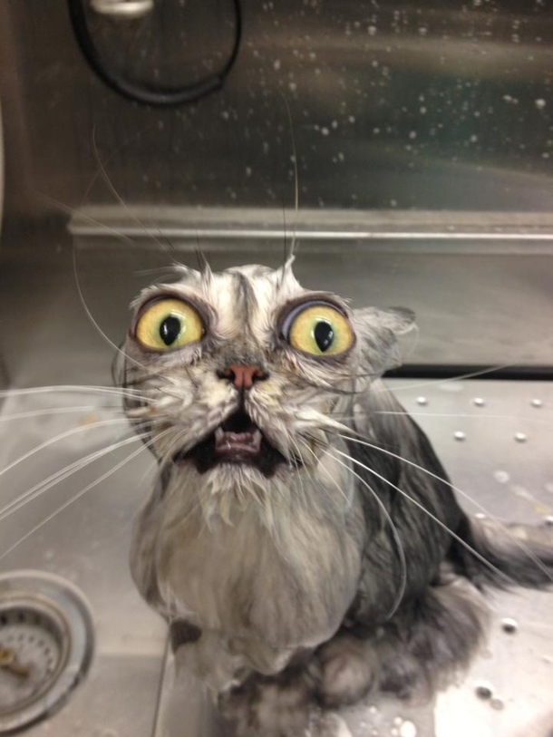 Pic #1 - When cats need baths