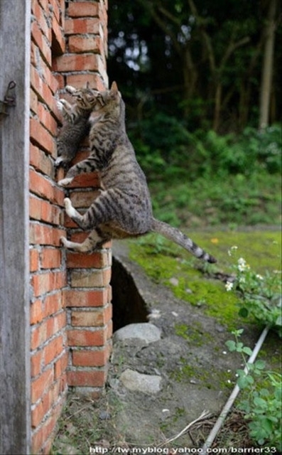 Pic #10 - How did it happen